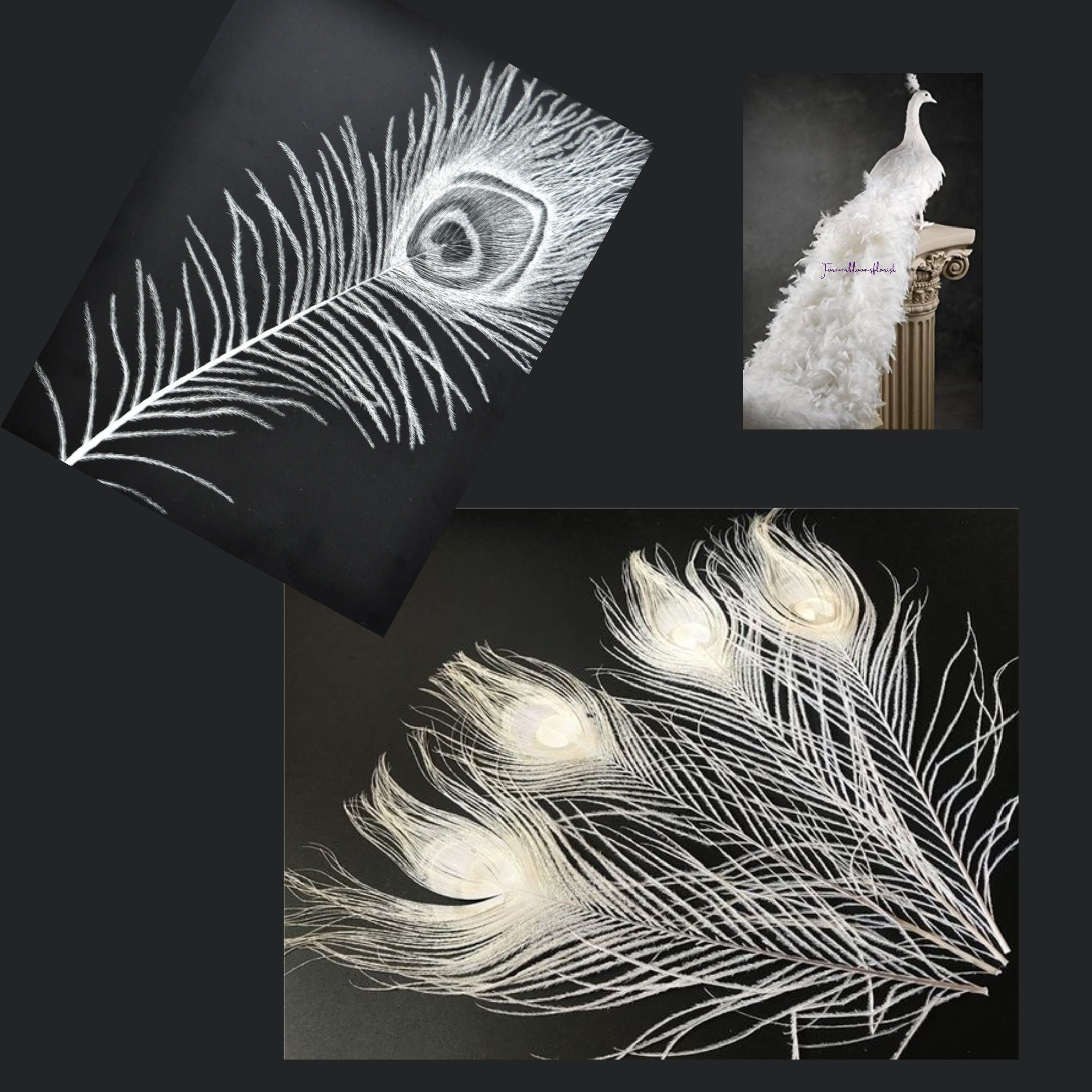 Where can I buy Peacock feathers - Barn Florist Dried Flowers